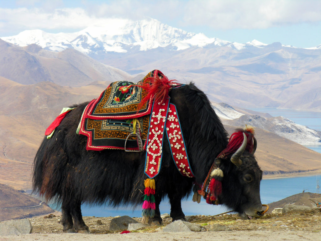 A tibeti jakok egyik kedvence eledele a vadon termő kínai hernyógomba