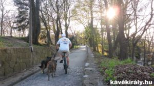 Kutyasétáltatás kerékpárral