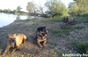 Kutyák hűsölnek a miskolci Csorba tó partján