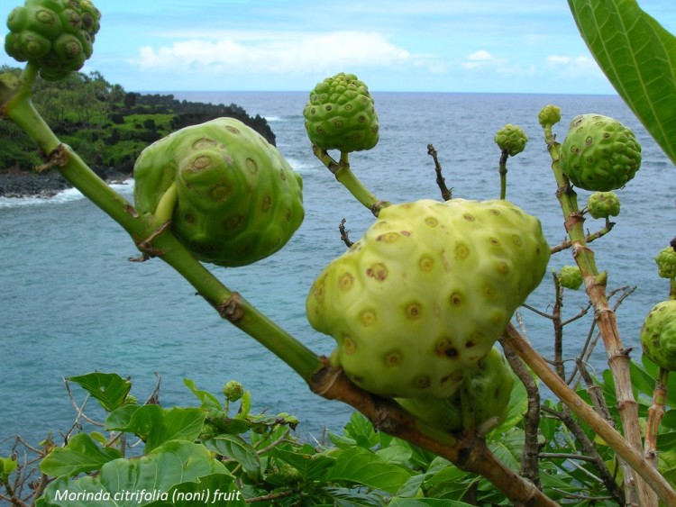 Morinda citrifolia gyümölcs Tahiti szigetén az óceán partján