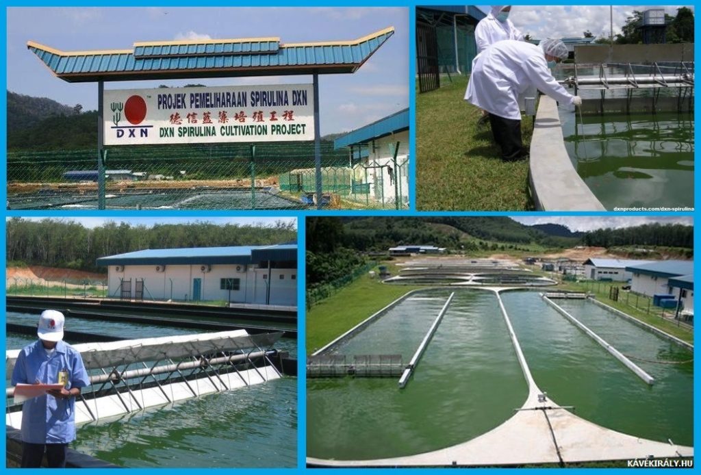 A DXN Spirulina tablettát a Malajziában található Alor Setar biofarmokban lévő szerves Spirulina tavakban hozzák világra.