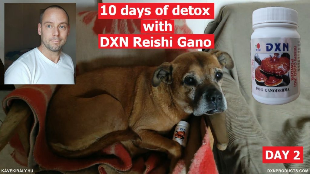 Cukiság és egészség: kutyám DXN Reishi Gano porral
